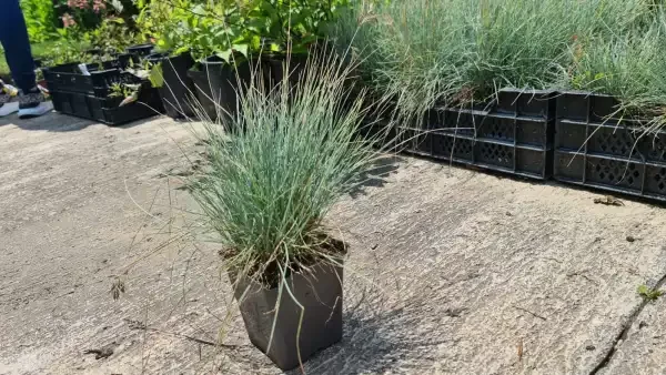 Festuca Glauca Blue