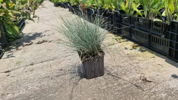 Festuca Glauca Blue