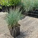 Festuca Glauca Blue